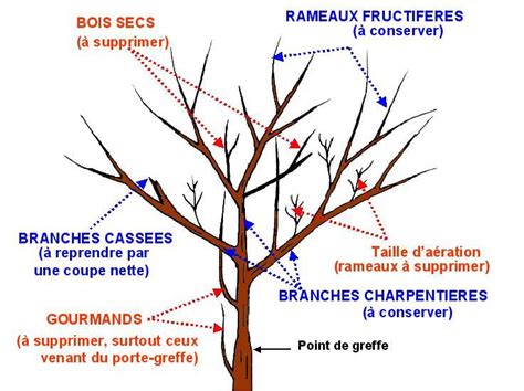 Arbres Fruitiers Taille Des Arbres Fruitiers Pratique Fr