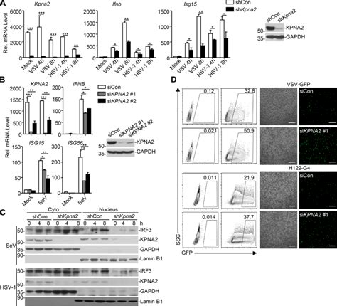 Knockdown Of Kpna Inhibits Virus Triggered Irf Nuclear Translocation