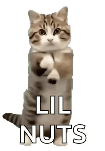 Dancing Cat Oppa Gangnam Style GIF - Dancing cat Oppa gangnam style Cat