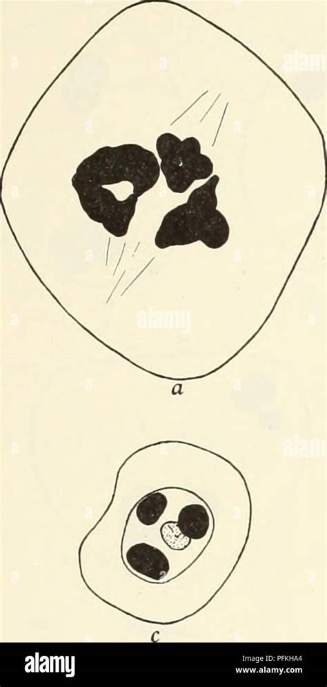 Metaphase chromosomes hi-res stock photography and images - Alamy