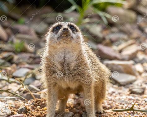 Meerkat (Suricata Suricatta) in Its Natural Habitat Stock Photo - Image ...