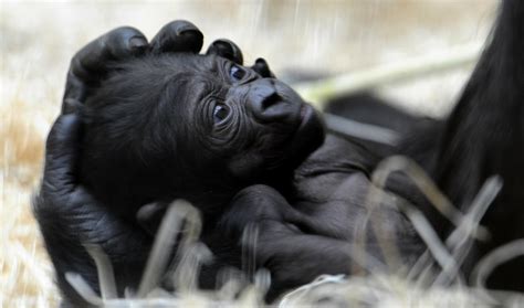 Rare Cross River gorilla caught on film (VIDEO) | The World from PRX
