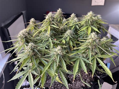 Northern Lights Autoflower Grow Diary Americanwarmoms Org