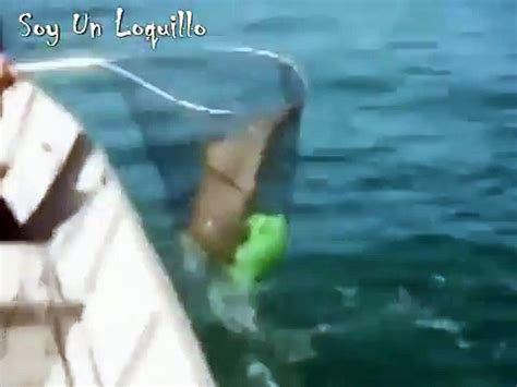 Video Sorprendente Pescadores liberan a delfín bebé atrapado en una