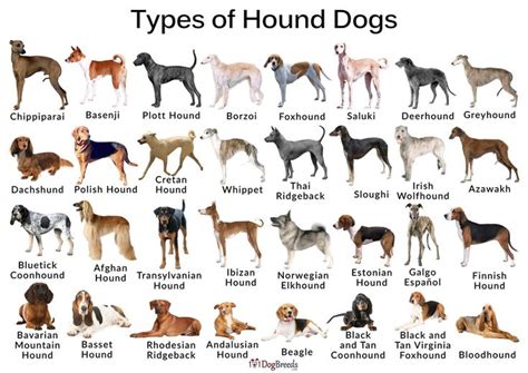 Hound Breeds Dog Breed Info Hound Puppies