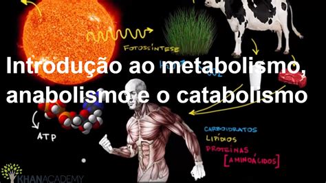 Anabolismo E Catabolismo Sao Processos RETOEDU