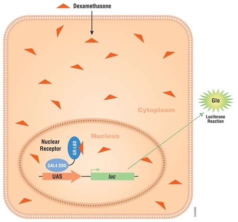 Promega Luciferase Reporter Assays To Study Nuclear Receptors Pbind