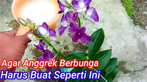 Cara Merawat Anggrek Agar Cepat Berbunga YouTube