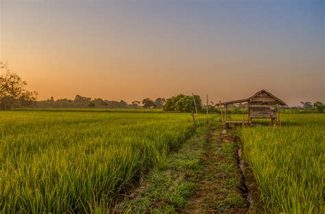 images gratuites paysage la nature herbe horizon le marais
