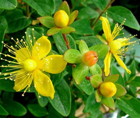 Organic St John S Wort Seeds Hypericum Perforatum Free Us