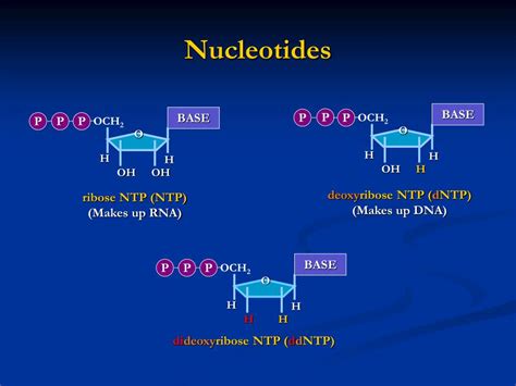 Ppt Dna Sequencing Powerpoint Presentation Free Download Id2714772