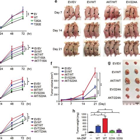 Znf A Phosphorylation By Akt Enhanced Lung Cancer Cell Proliferation