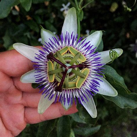 This flower in Cinque Terre, Italy is 🔥 : r/NatureIsFuckingLit