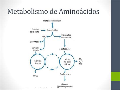 Metabolismo de los aminoácidos