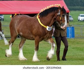 506 Shire Horse Show Images, Stock Photos & Vectors | Shutterstock