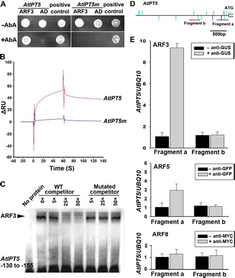 Figure From Pattern Of Auxin And Cytokinin Responses For Shoot