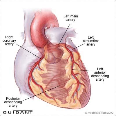 Posterior Descending Artery Wikipedia