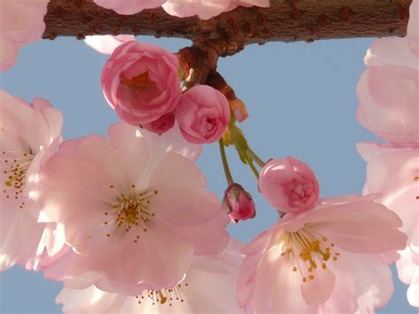 flowering plant, east asian cherry, vulnerability, yoshino, springtime