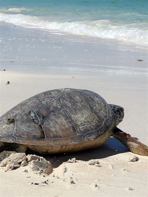 Green Sea Turtle On Beach