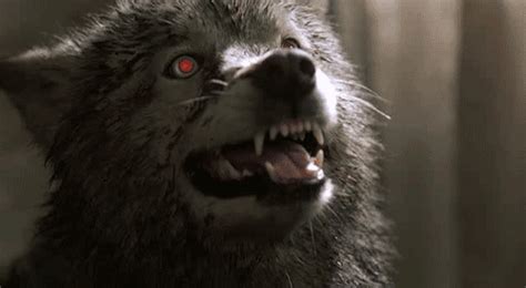 Growling Wolf Red Full Moon Wolf Silhouette Growling Wolf Red Full Moon Wolf Silhouette