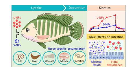 Uncovering The Power Of Structure What Is Structural Adaptation And Its Role In Biological And Environmental Success
