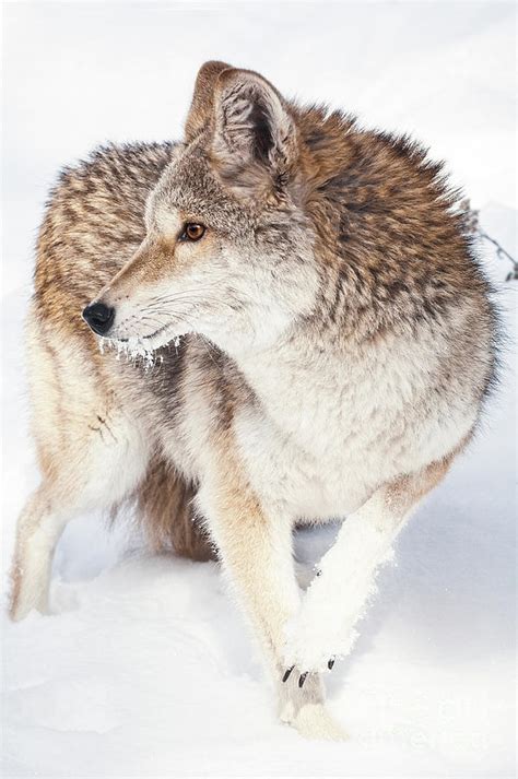 Coyote in Snow Photograph by Melody Watson - Fine Art America