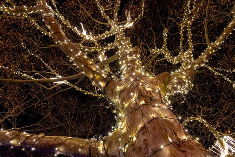 A Tree-Lover's Guide to Outdoor Christmas Tree Lights | Advanced Tree Care