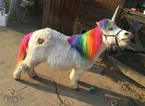 Unicorn Life, Real Unicorn, Cute Unicorn, Rainbow Unicorn, Unicorn Pet ...