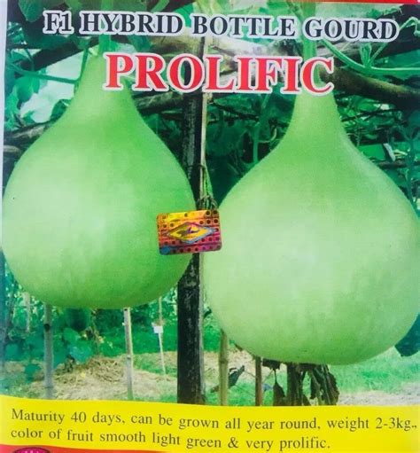 Hybrid F1 Bangladeshi Prolific Round Gourd Pani Kodu Doodhi Lau Lauki 10 Seeds