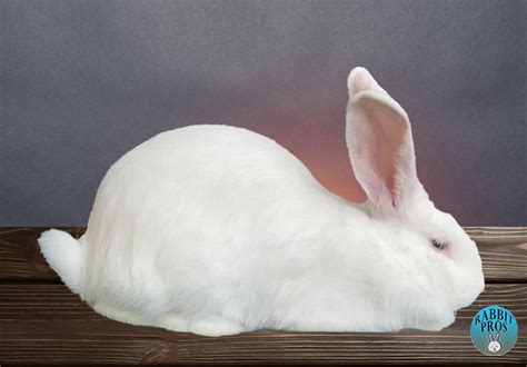 25 White Rabbit Breeds With Pictures & Videos