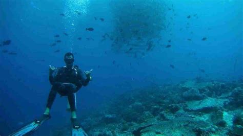 Ini Spot Diving Recommended Di Pulau Tomia Wakatobi Telisik Id