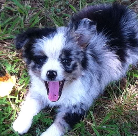 Blue Merle Toy Australian Shepard Puppy