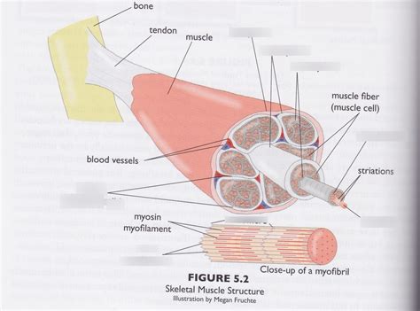 Apologia Anatomy Physiology Module Skeletal Muscle Structure