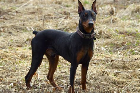 german pinscher temperament lifespan shedding puppy