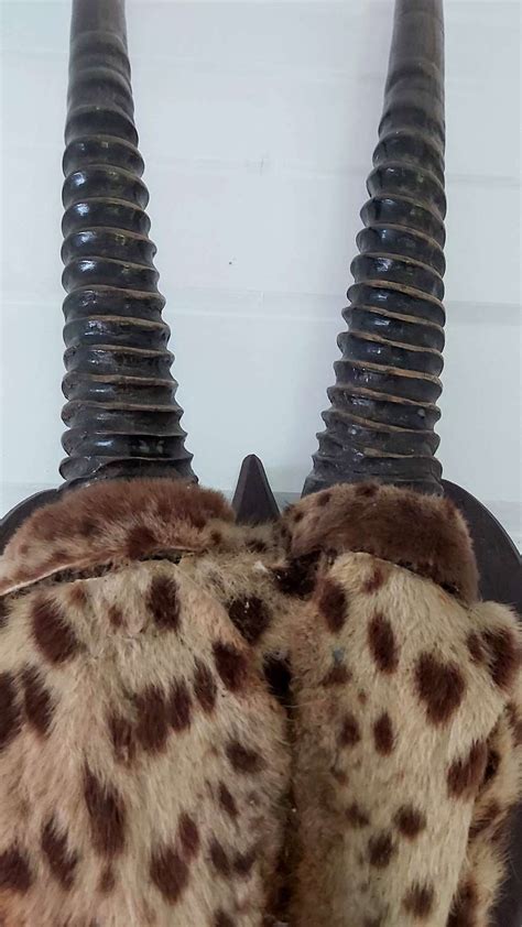 Antique Mounted Gemsbok horns