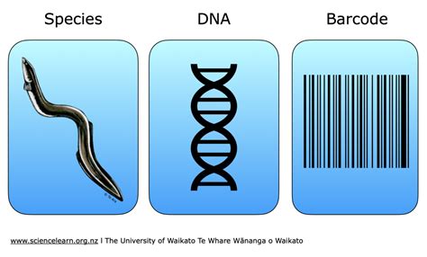 Creating a DNA barcode — Science Learning Hub