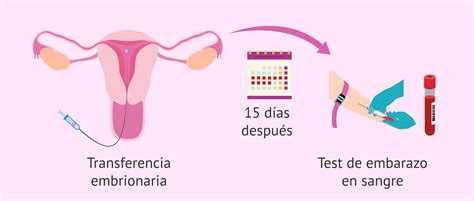 Cuándo hacer el test de embarazo tras una FIV