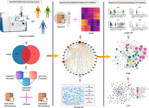 Frontiers Identification Of Four Biomarkers Of Human Skin Aging By