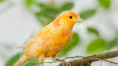 How Do Canaries Recognize Their Owners? - Featherland Bird Cage