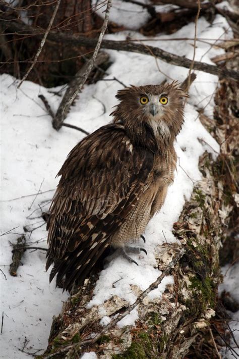 The Rare And Exotic Animals Of Russias Far East Live Science