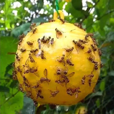 Obat Hama Lalat Buah Tanaman Insektisida Megastar Bahan Aktif Asefat