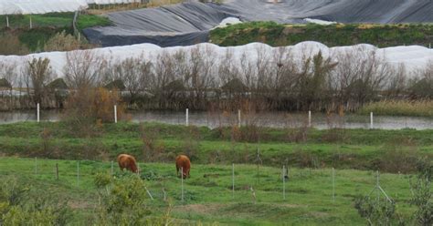 Ultimátum de Bruselas por la mala gestión natural de Doñana GuiaONGs org