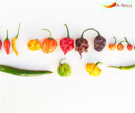 What Are The Hottest Peppers On The Scoville Scale Spicy Quest