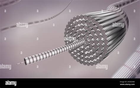 Collagen fibrils structure 3D rendered illustrations Stock Photo - Alamy