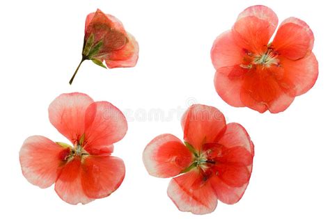 Pressed And Dried Delicate Pink Flowers Geranium Stock Photo Image Of