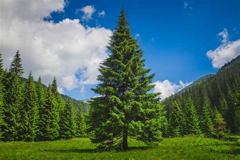 How To Plant Mature Pine Trees At Amy Gates Blog