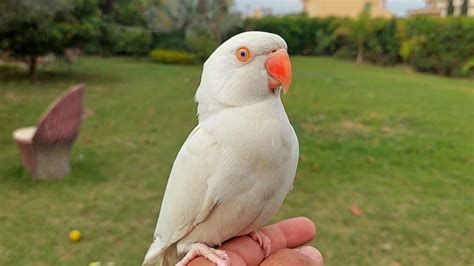 Beautiful White Ringneck Parrot Hand Tame Albino Ringneck Parrot