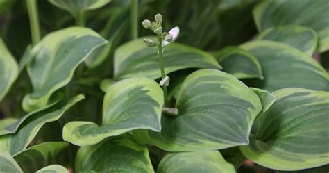 Hosta Golden Tiara Plantain Lily Nurseries Online Usa