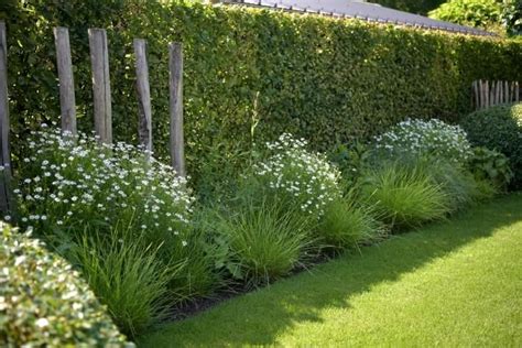 A Row Of Bushes With White Flowers Next To It