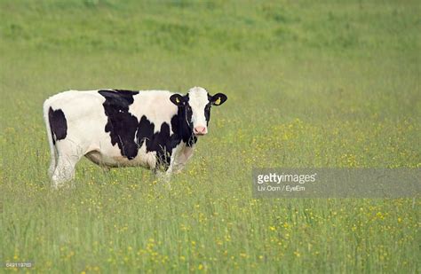 Stock Photo Portrait Of Cow Standing On Field Cow Portrait